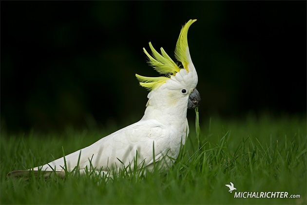 Cacatua galerita