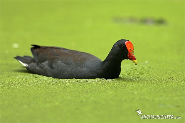 Gallinula tenebrosa