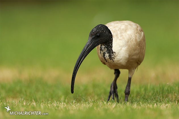 Threskiornis molucca