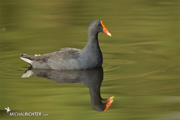 Gallinula tenebrosa