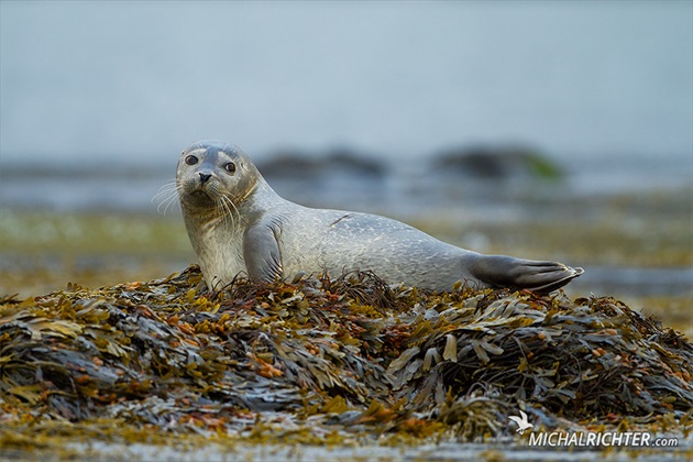 Phoca vitulina