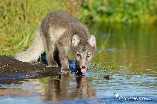 Vulpes lagopus