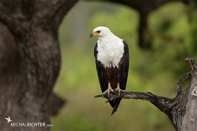 Haliaeetus vocifer