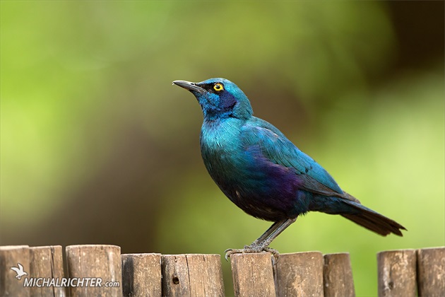 Lamprotornis chalybaeus