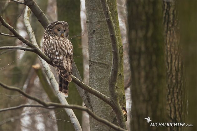 Strix uralensis