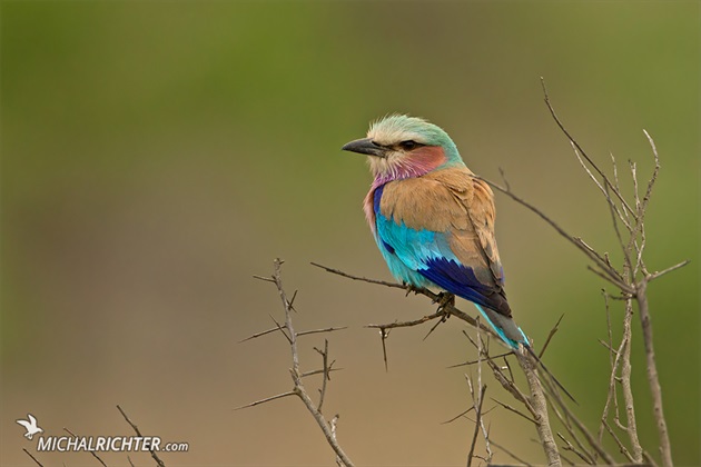 Coracias caudatus