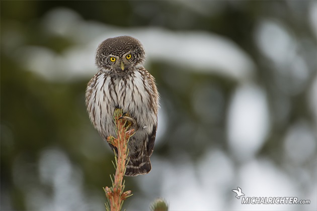 Glaucidium passerinum