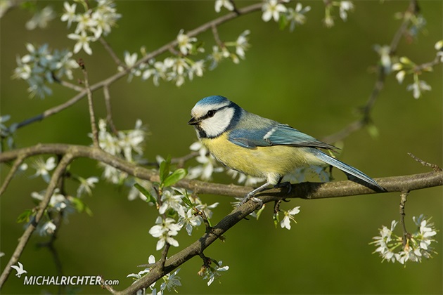 Cyanistes caeruleus