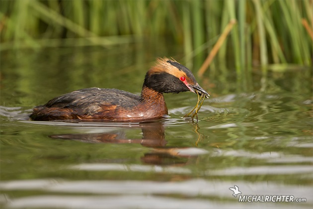 Podiceps auritus