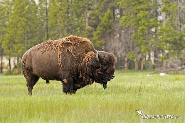 Bison bison