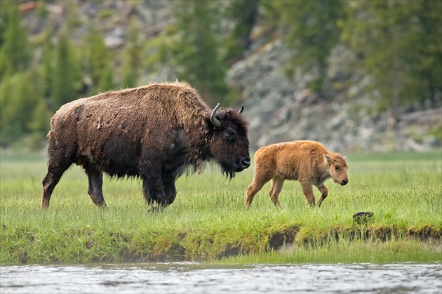 Bison bison