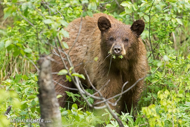 Ursus americanus cinnamomum