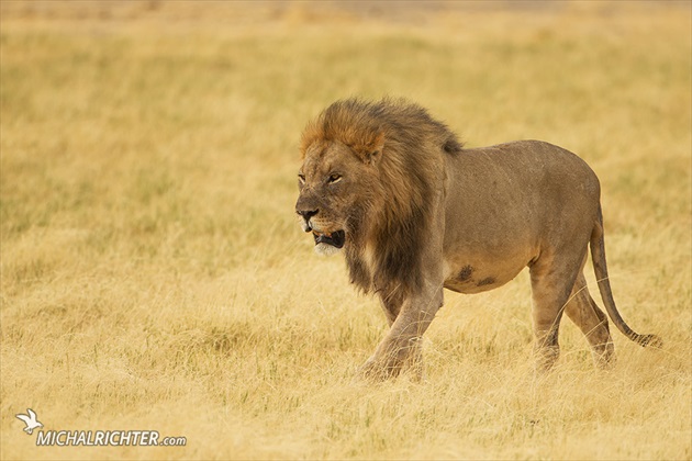 Panthera leo