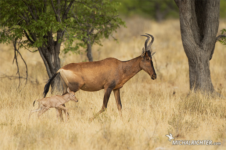 Alcelaphus buselaphus caama