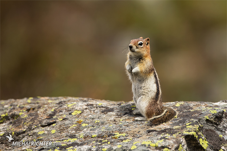 Callospermophilus lateralis (syseľ zlatistý)