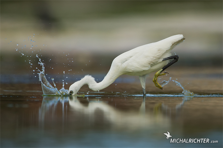 Egretta dimorpha (volavka menlivá)