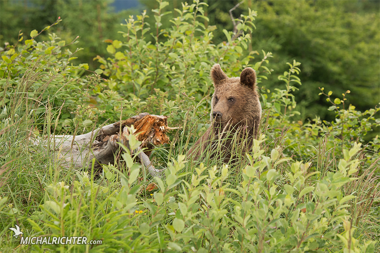 Ursus arctos