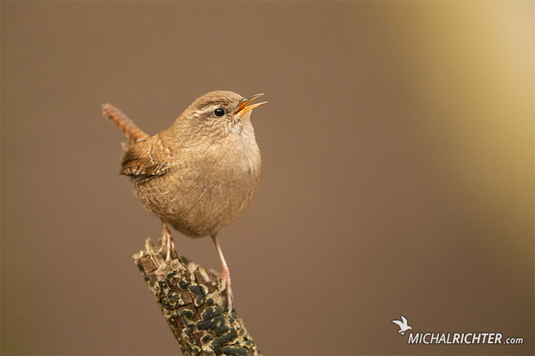 Troglodytes troglodytes (oriešok obyčajný)