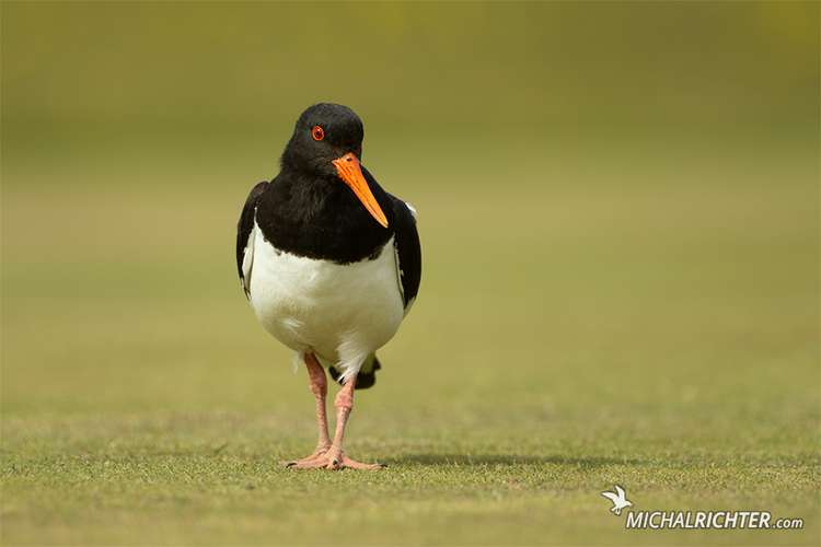 Haematopus ostralegus (lastúrničiar strakatý)