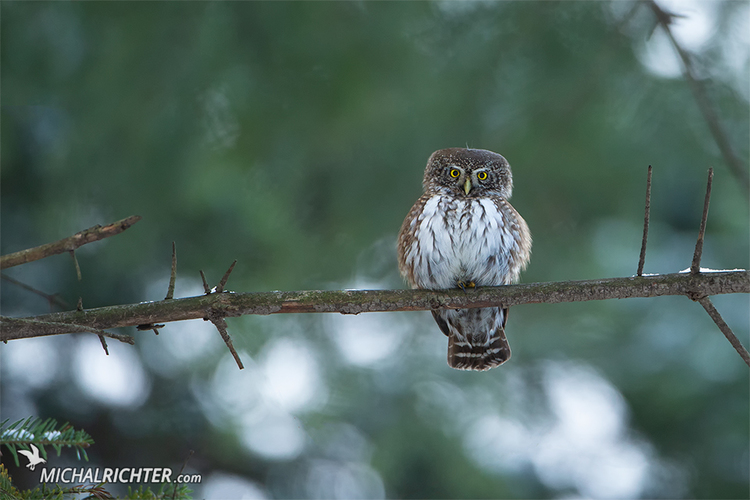 Glaucidium passerinum (kuvičok vrabčí)