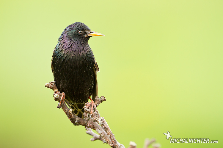 Sturnus vulgaris faroensis (škorec lesklý)