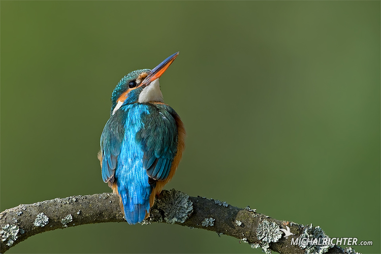 Alcedo atthis (rybárik riečny)