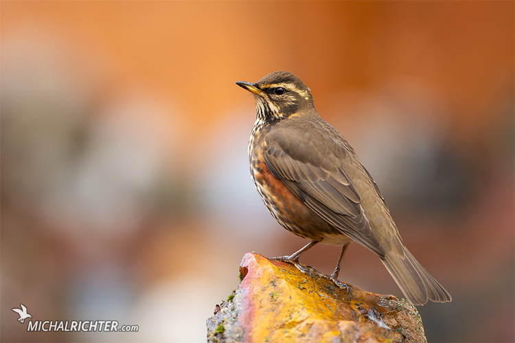 Turdus iliacus (drozd červenkastý)