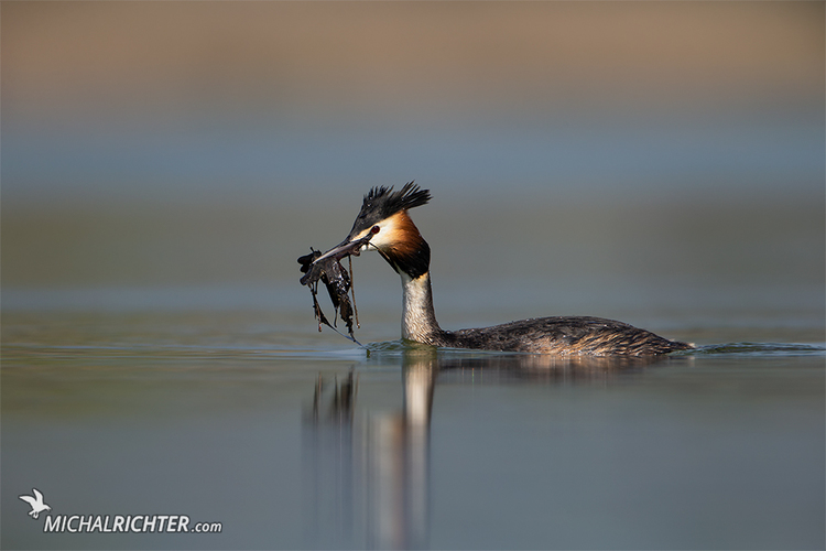 Podiceps cristatus (potápka chochlatá)