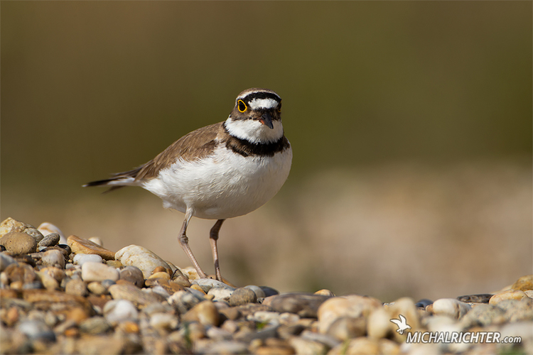 Charadrius dubius (kulík riečny)