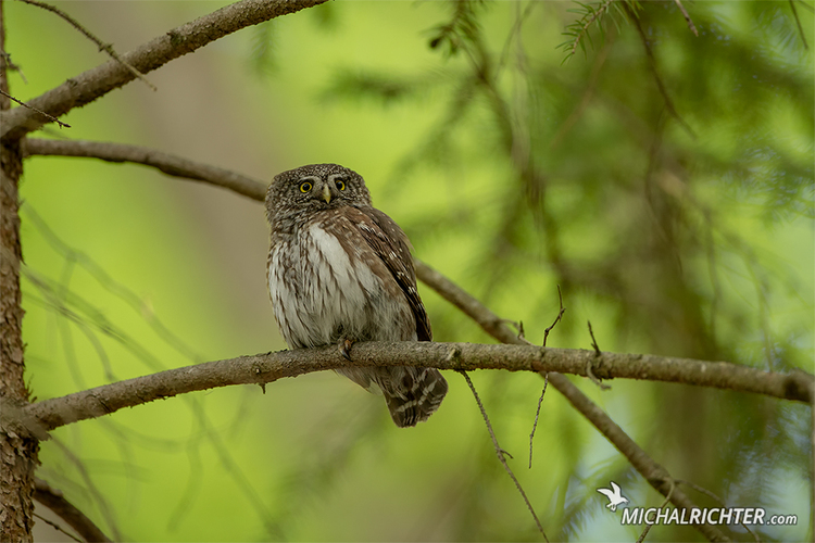 Glaucidium passerinum (kuvičok vrabčí)