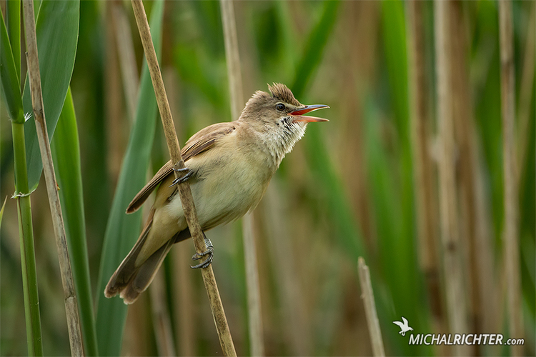 Arcocephalus arundinaceus (trsteniarik veľký)