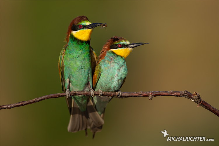 Merops apiaster (včelárik zlatý)