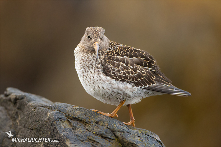 Calidris maritima (pobrežník morský)