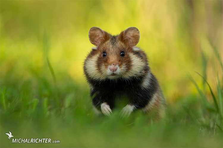 Cricetus cricetus (chrček poľný)