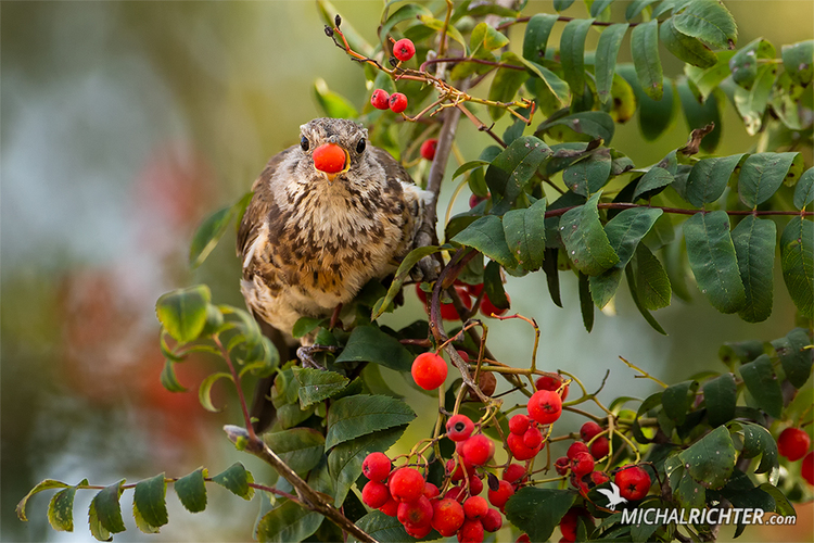 Turdus pilaris (drozd čvíkotavý)