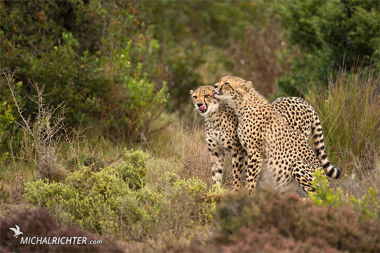 Acinonyx jubatus (gepard štíhly)