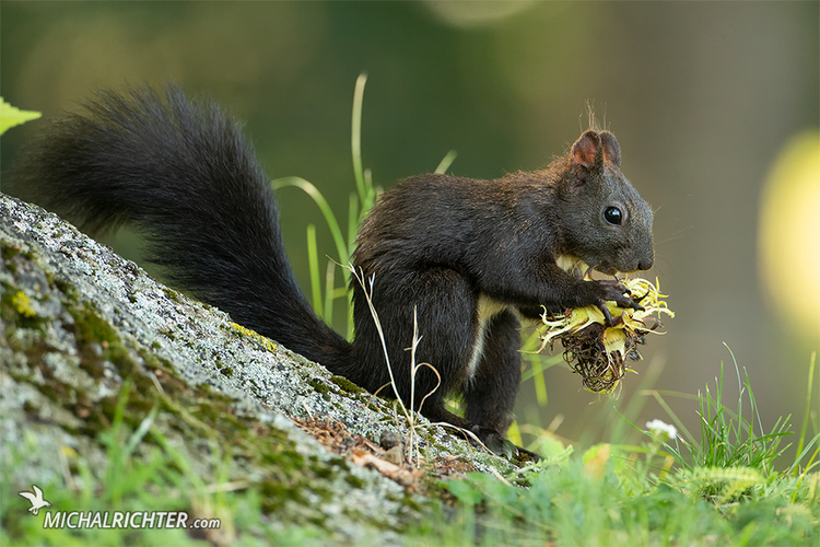 Sciurus vulgaris (veverica obyčajná)