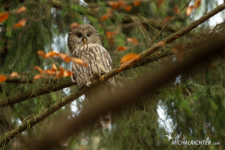 Strix uralensis (sova dlhochvostá)