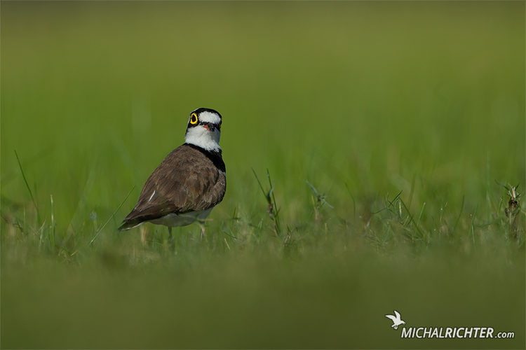 Charadrius dubius (kulík riečny)