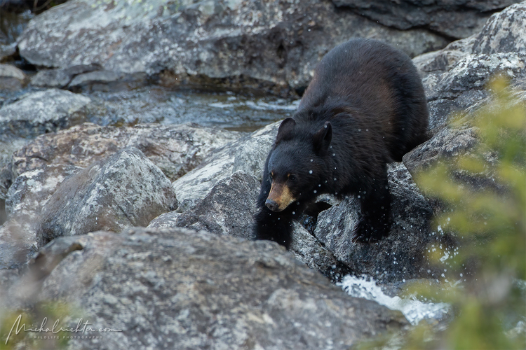 Ursus americanus (medveď baribal)