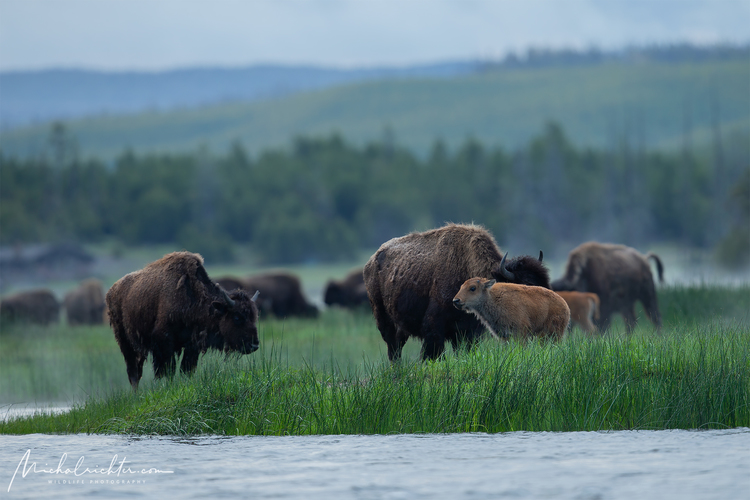 Bison bison (bizón prériový)