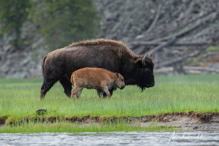 Bison bison (bizón prériový)