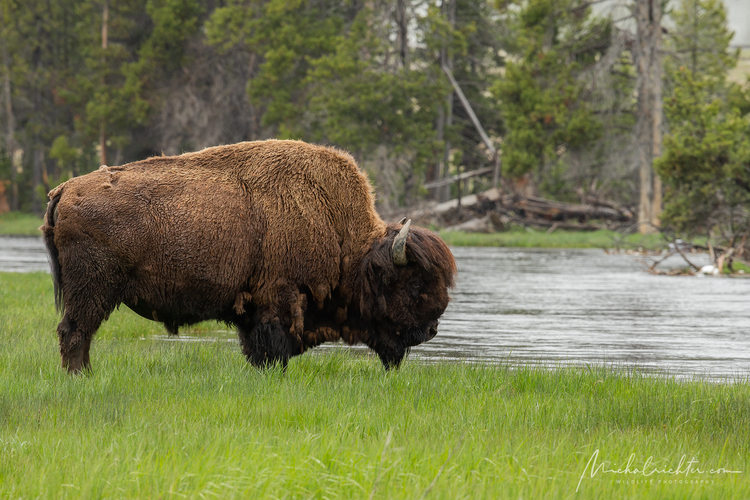 Bison bison (bizón prériový)