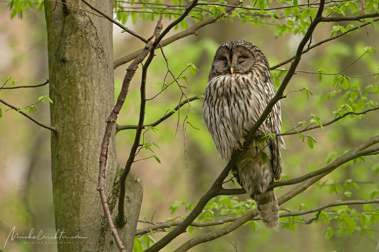 Strix uralensis (sova dlhochvostá)