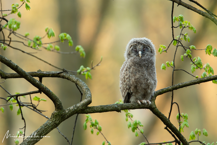 Strix uralensis (sova dlhochvostá)