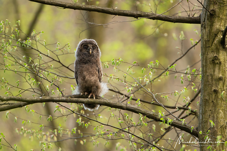 Strix uralensis (sova dlhochvostá)