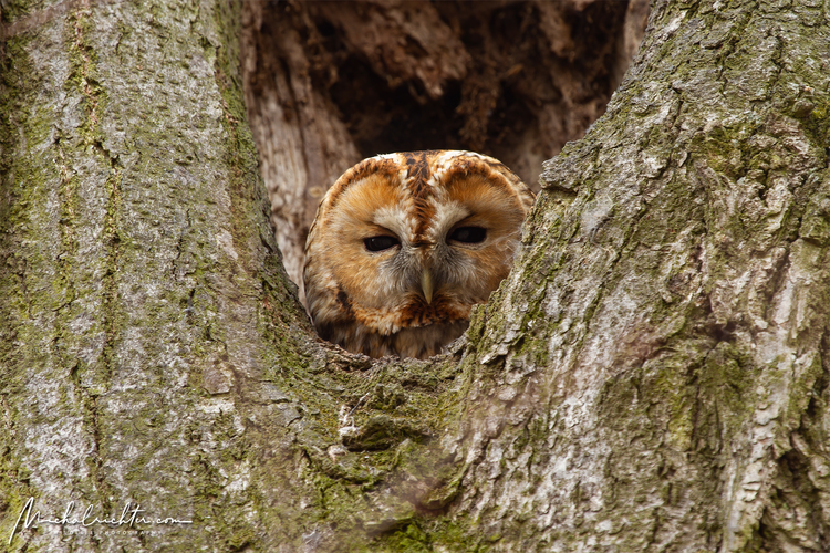 Strix aluco (sova lesná)