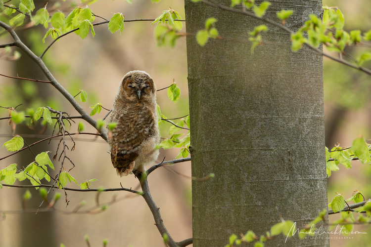 Strix aluco (sova lesná)