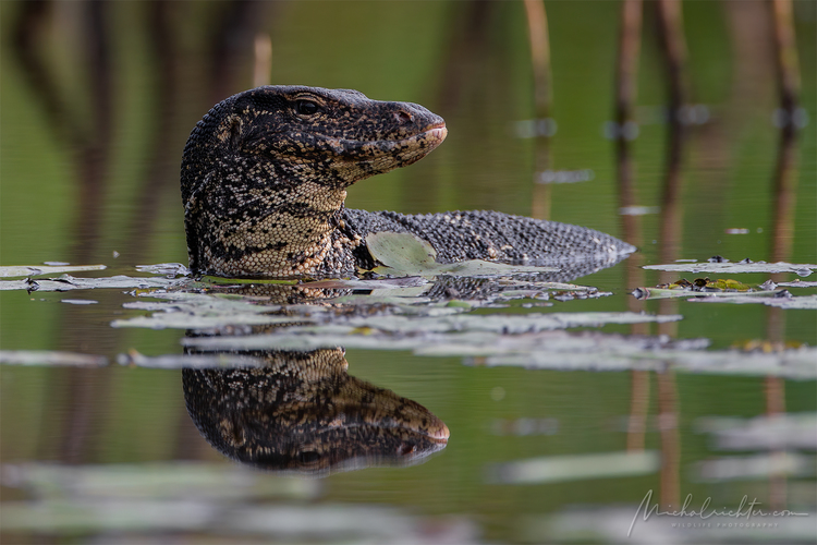 Varanus salvator (varan veľký)