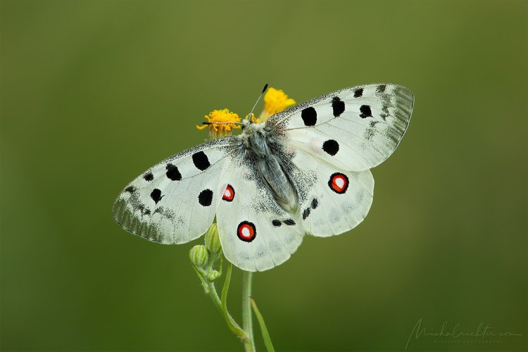 Parnassius apollo (jasoň červenooký)